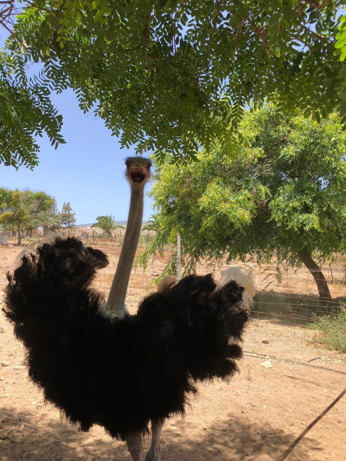 サン・イシドロ Finca Avestruzヴィラ エクステリア 写真