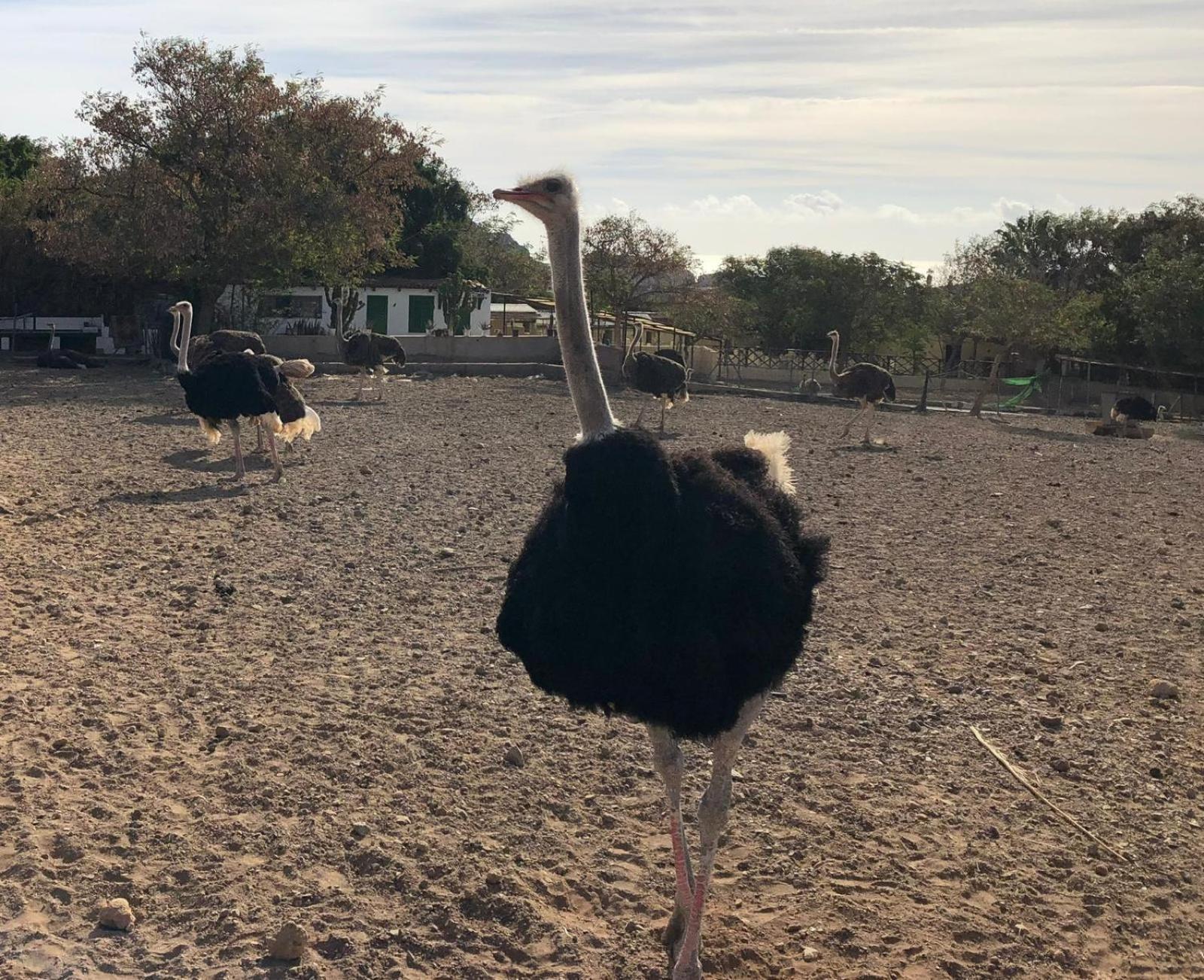 サン・イシドロ Finca Avestruzヴィラ エクステリア 写真