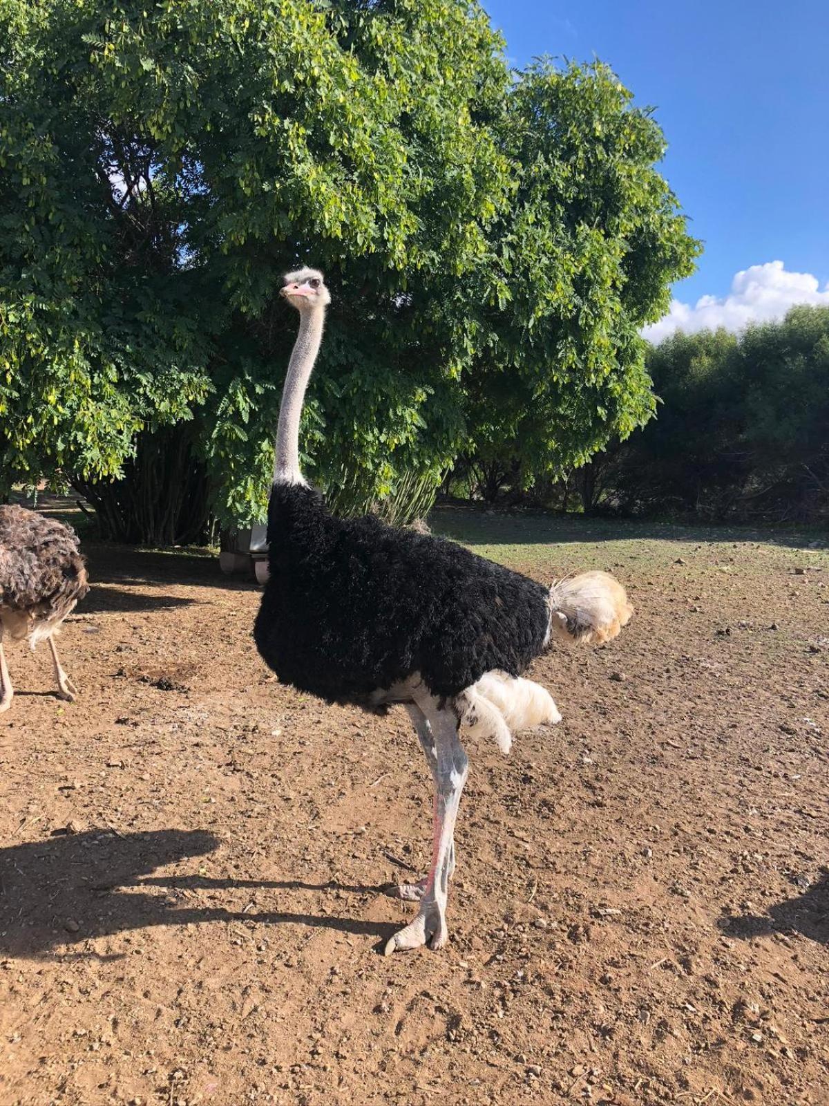 サン・イシドロ Finca Avestruzヴィラ エクステリア 写真